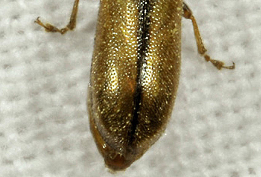 Chrysomelidae: Orsodacne lineola (cfr.)